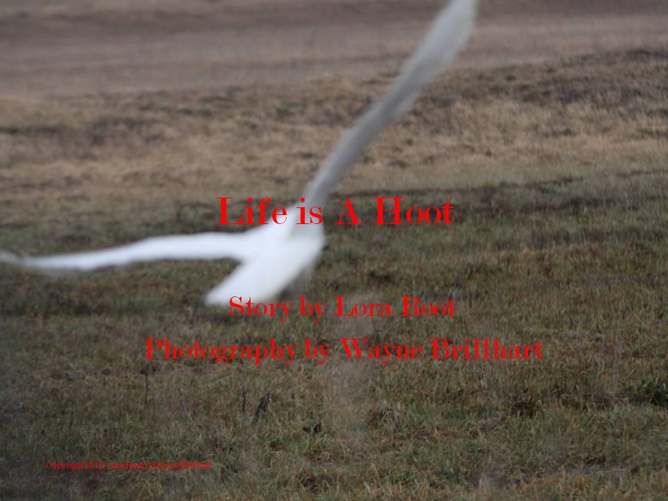 Life is A Hoot