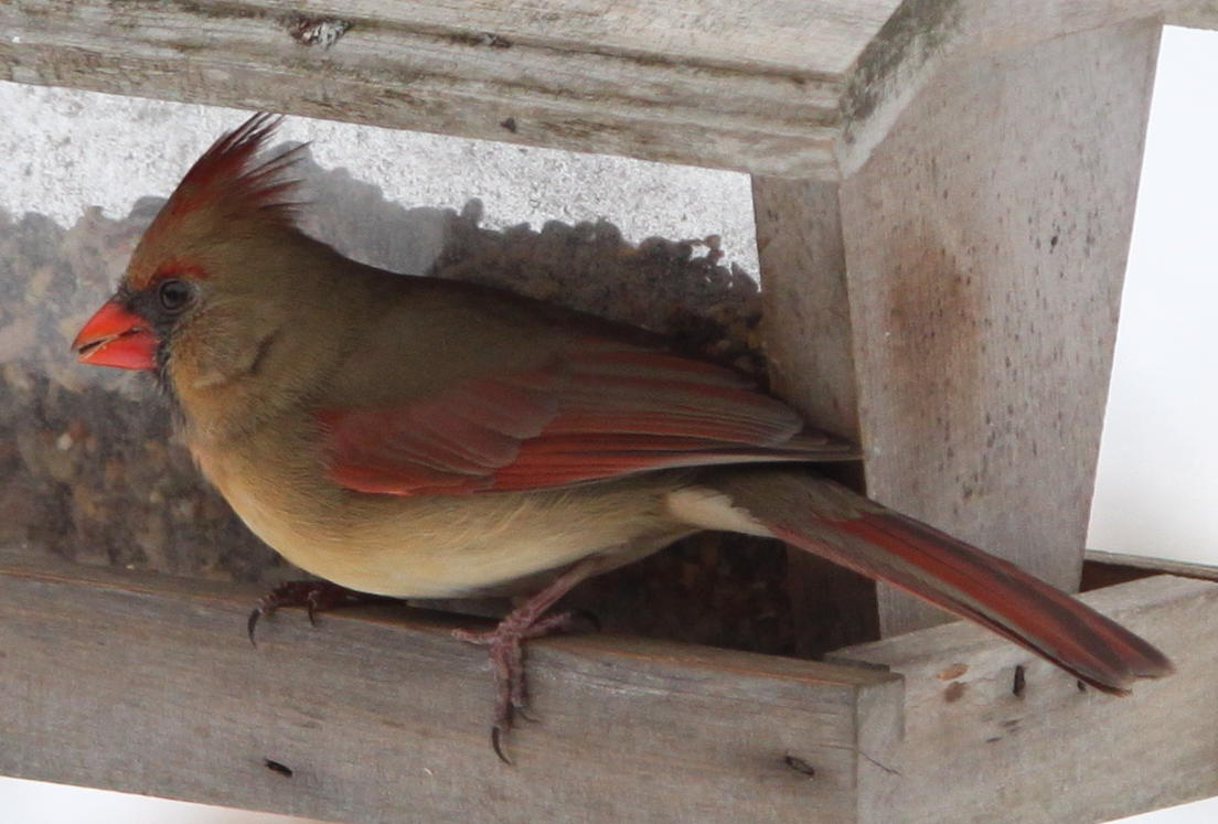 CardinalFemale_1491.jpg