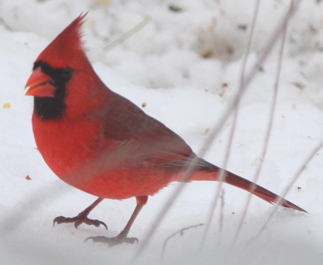 CardinalMaleSnow_1565.jpg (71 kbytes)