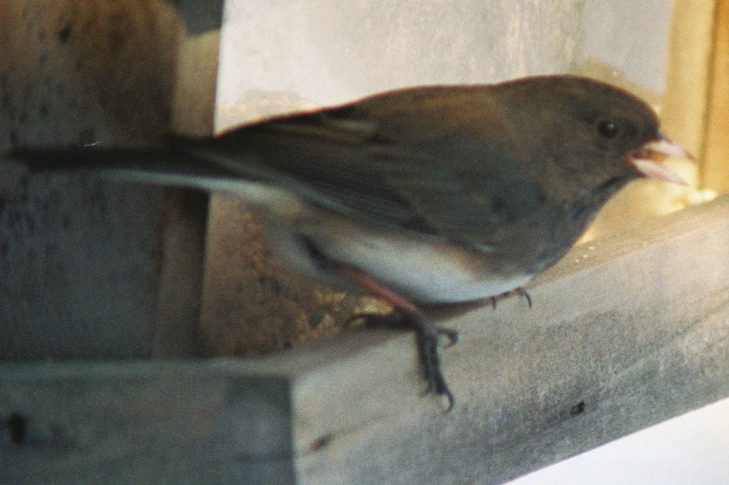 Junco20090127_1323011-R1-021-9.jpg (176 kbytes)