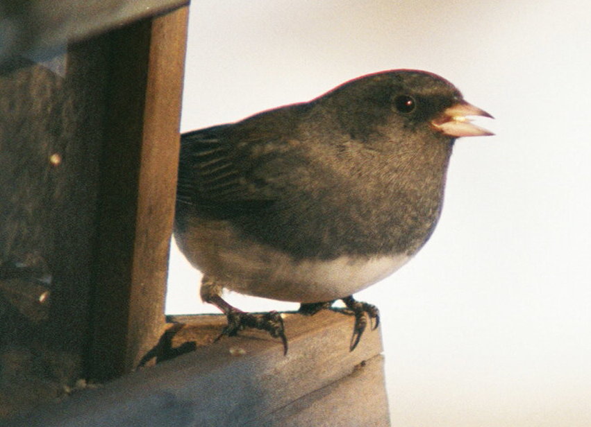 Junco20090127_1323011-R1-029-13.jpg