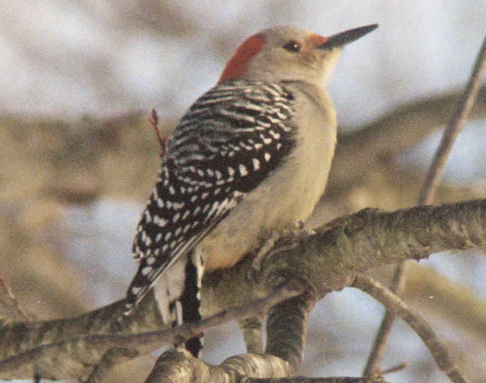 RedBelliedWoodpecker20090124_19A.jpg