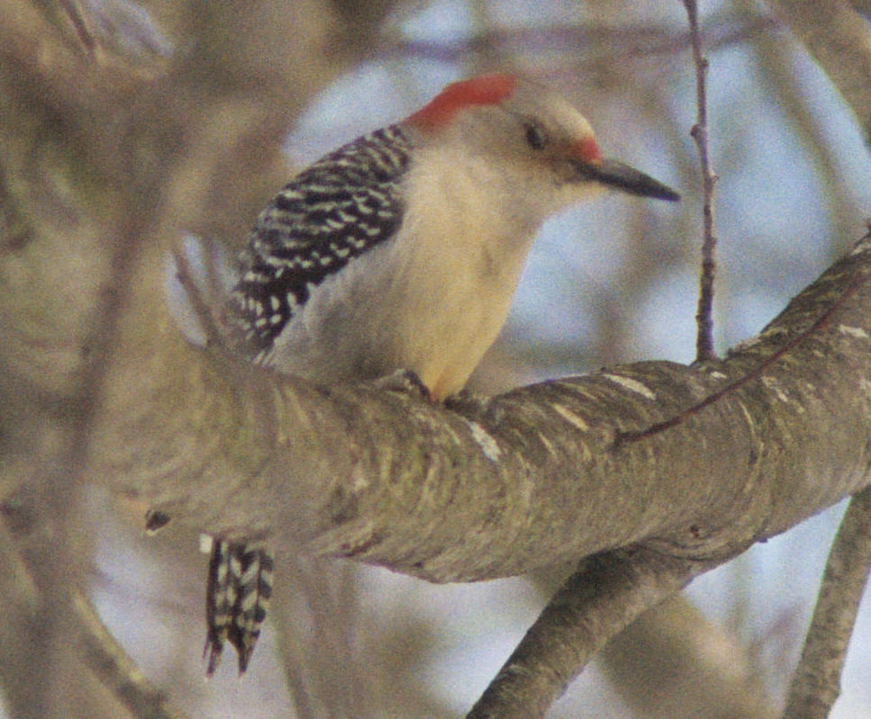 RedBelliedWoodpecker20090124_24A.jpg (1060 kbytes)