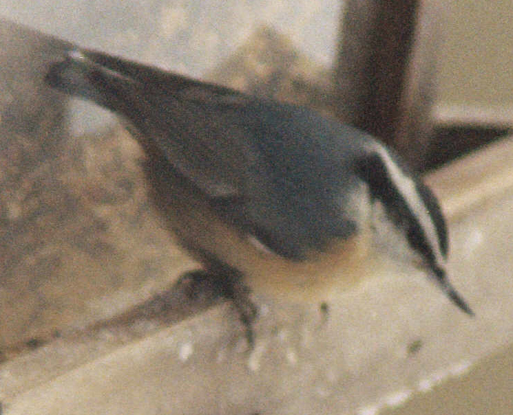 RedBreastedNuthatch_2009011812A.jpg (412 kbytes)