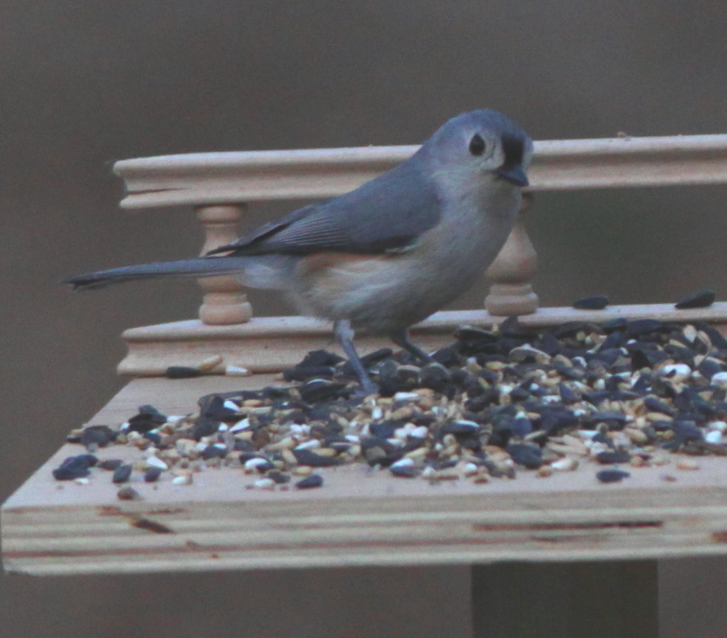 Titmouse_IMG_4759.jpg (146 kbytes)