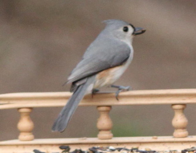 TuftedTitmouse2_5014.jpg