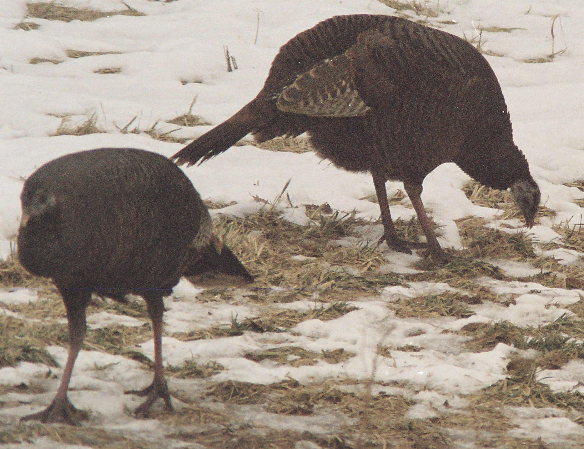 Turkey20081216b_3A.jpg (323 kbytes)