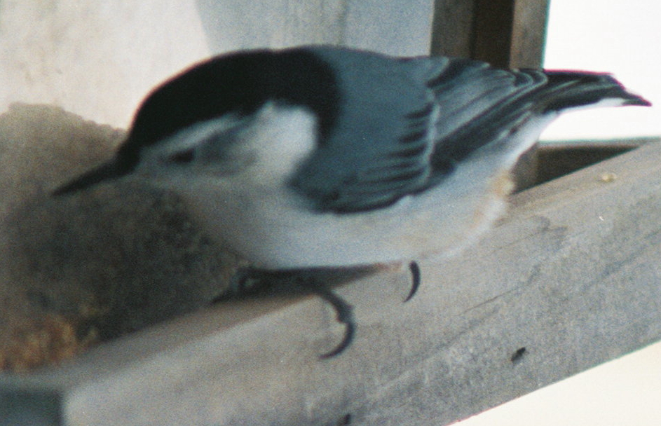 WhiteBreastedNuthatch20090127_1323011-R1-041-19.jpg (481 kbytes)