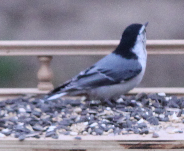 WhiteBreastedNuthatch2_5105.jpg