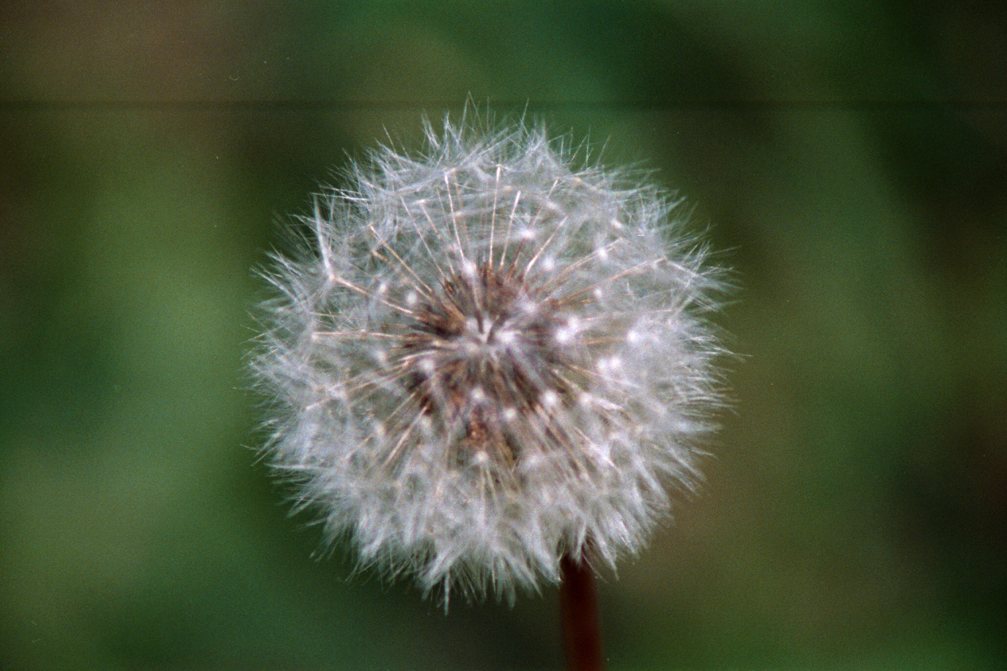 dandilion2ndfaze.jpg (39 kbytes)