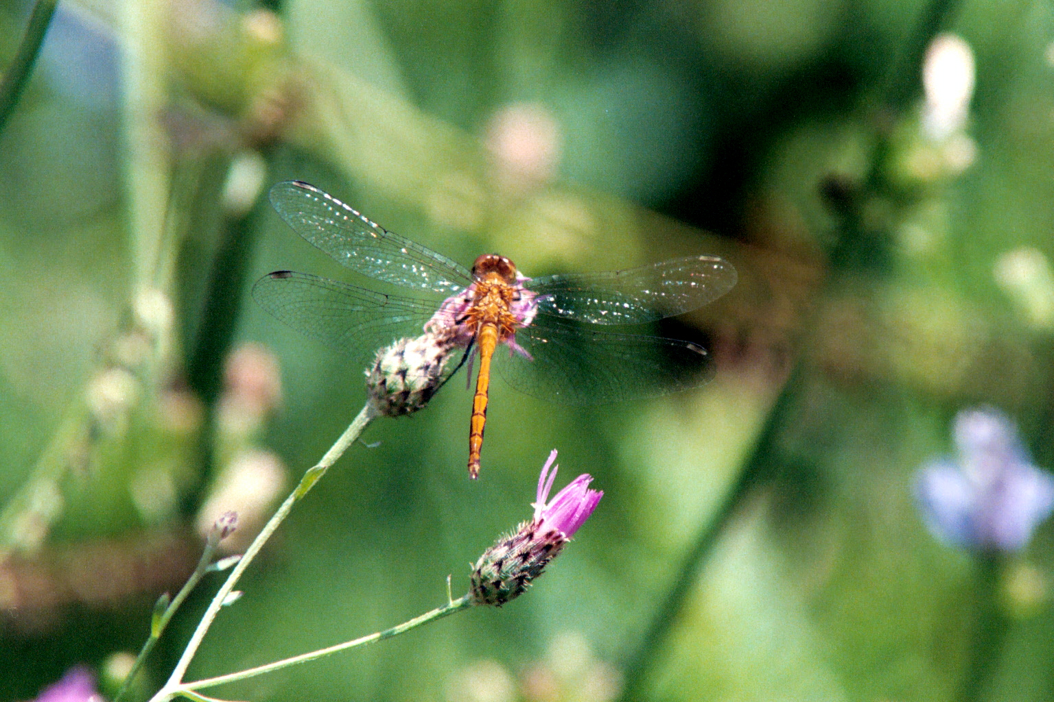 orangedragonfly.jpg (39 kbytes)